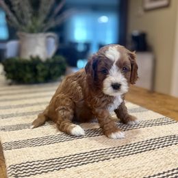 Cavapoo Puppies from Wednesday & Co