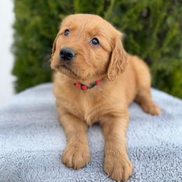 Red Boy - Dark golden male Golden Retriever puppy in Utah from Deseret Peak Goldens