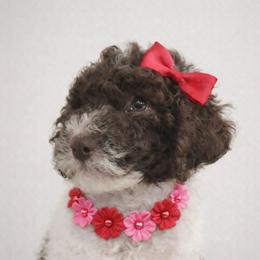 Cindy lou - Parti female Goldendoodle puppy in Orange Park, Florida from Evergrace Farm Doodles