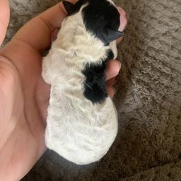 Girl 2 - Parti female Poodle puppy in Haddam, Kansas from Golden B Acres