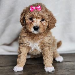 Snowball - Apricot female Poodle puppy in Hoagland, Indiana from Kandyland Kennels