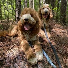 Goldendoodle Puppies from Wrightsville Beach GoldenDoodles