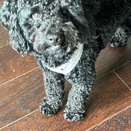 Poodles from Amour Poodles