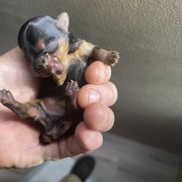 Yorkshire Terrier Puppies from Indiana yorkies