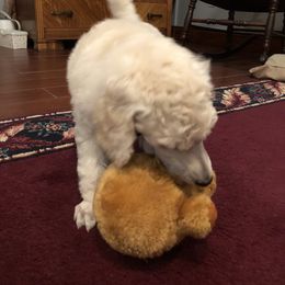Poodle Puppies from D and D Standard Poodles