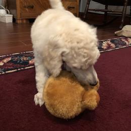 Poodle Puppies from D and D Standard Poodles