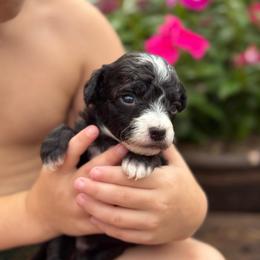 Moana - Black and white female Sheepadoodle puppy in Wharton, Texas from Little Fur Friends