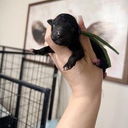 Sarabi - Green Band Girl - Black female Poodle puppy in Plainfield, New Jersey from Caris Paws Poodles and Labradoodles