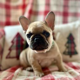 Scotch - Fawn male French Bulldog puppy in Greeley, Colorado from Mandy Moon French bulldogs