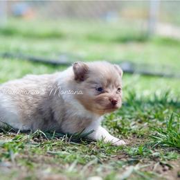 Blossom - Chocolate merle female Pomeranian puppy in Saint Ignatius, Montana from Pomeranians Montana