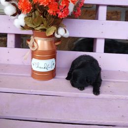 Expresso - Black male Pomeranian puppy in Ada, Oklahoma from Once Upon A Puff