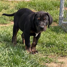 Uncle Sam - Black male Catahoula Leopard Dog puppy in Forbes, Minnesota from North Country Catahoulas