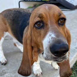 Basset Hounds from Southern Rose Bassets