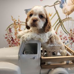 Blue Collar - Red and white male Cocker Spaniel puppy in Stanford, Kentucky from Eagle Cliff Kennel