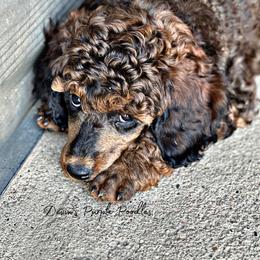 Majestic - Sable male Poodle puppy in Fort Calhoun, Nebraska from Devin’s Purple Poodles