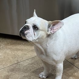 Lily - French Bulldog
