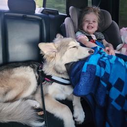 Native American Indian Dog Puppies from Seven Sisters Canids