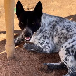 Riata - Blue mottled female Australian Cattle Dog puppy in Tucson, Arizona from Soqui Ortiz Cattle Ranch