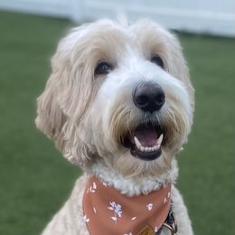Dixie Bell - Goldendoodle
