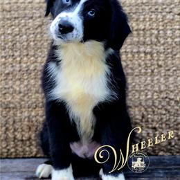 Wheeler - Price 2500 - Black and white male Aussiedoodle puppy in Ennis, Texas from God’s Little Aussies