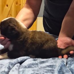 Boy 3 - Brown and white male Saint Bernard puppy in Clover, South Carolina from Sweetest Saints