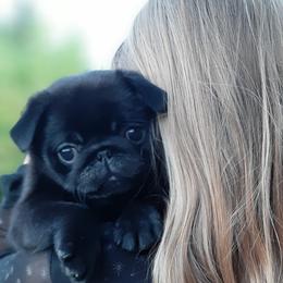 Golden Retriever and Pug Puppies from Ebert Pugs