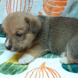 Pembroke Welsh Corgi Puppies from Episode Corgis
