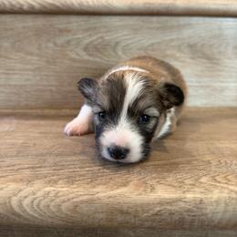 Ruby (Fluffy) - Sable female Pembroke Welsh Corgi puppy in Phelan, California from Desert Sunset Pembroke Welsh Corgis