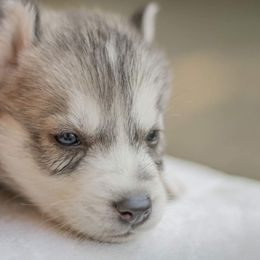 Siberian Husky Puppies from The Snow Dog Kennel
