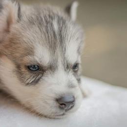 Siberian Husky Puppies from The Snow Dog Kennel