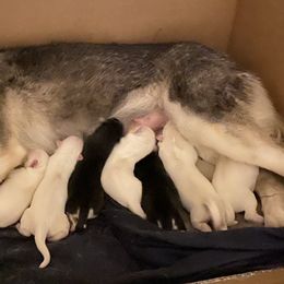 Siberian Huskies from Loveland Siberian Huskies
