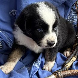 Freckles - Black tri-color female Australian Shepherd puppy in Tuscola, Texas from Cross Arrow K Awesome Aussies