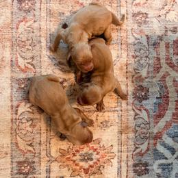 Mint Girl - Golden female Golden Retriever puppy in Covington, Louisiana from MyKy Puppies