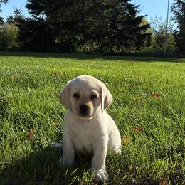 Grand River Labradors Echo's Summer Finale FINN - Yellow male Labrador Retriever puppy in Grand Rapids, Michigan from Grand River Labradors