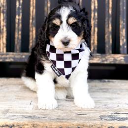 Boy 1 - Tri-color male Bernedoodle puppy in Salt Lake County, Utah from Coco Avenue Pups