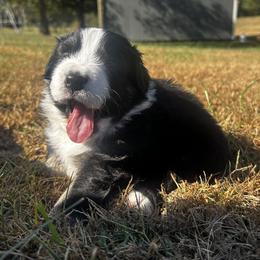 Australian Shepherd Puppies from Hamilton Farms