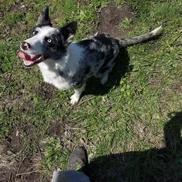Border Collie Puppies from Lake Ridge Border Collies