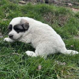 Puppy ID 320261 - White and badger female Great Pyrenees puppy in Leicester, North Carolina from Randall Glen Pyrenees