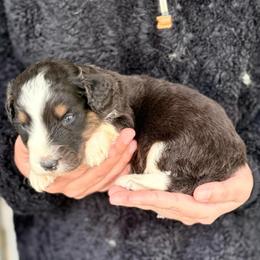 Bear - Black tri-color male Aussiedoodle puppy in Eastman, Georgia from Dood B Ranch