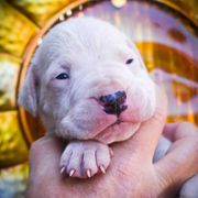 Caerus- Boy 1 - White male Dogo Argentino puppy in San Diego, California from Debonair Dogos