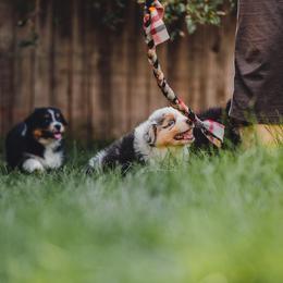 Australian Shepherd Puppies from Crystalbrook Aussies