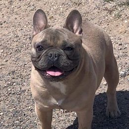 Bruno - French Bulldog