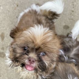 Cagney - Liver and white female Shih Tzu puppy in Metropolis, Illinois from Super City Kennels