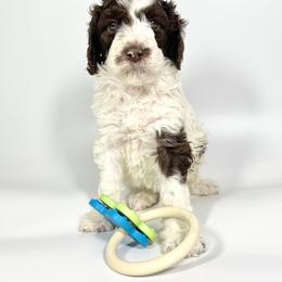 Aussiedoodle and Goldendoodle Puppies from Dandy Doodle Ranch
