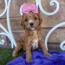 Supai - Red female Cavapoo puppy in Central, Arizona from Desert Valley Doodles