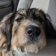 Olive - Double Doodle