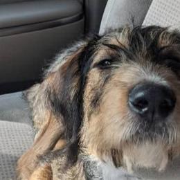Olive - Double Doodle