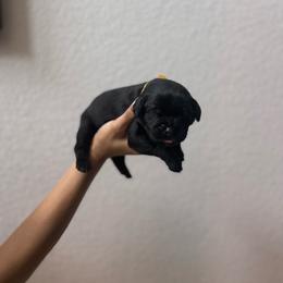 Boy 6 - Black male Cane Corso puppy in Princeton, Texas from Guardians of Arcadia Cane Corso