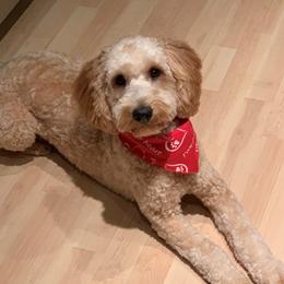 Hershey - Goldendoodle