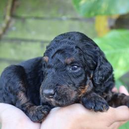 Atlas - Phantom male Goldendoodle puppy in Palmetto Bay, Florida from SOMIDOODLES